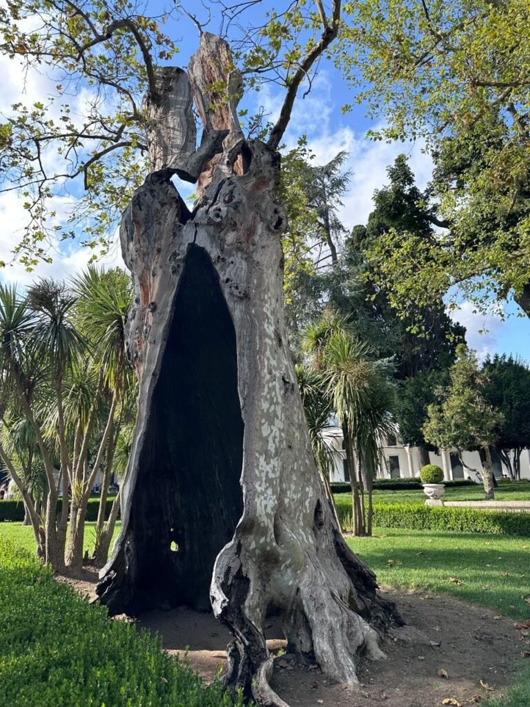 A giant hollow tree trunk in the gardens of Topkapı Palace